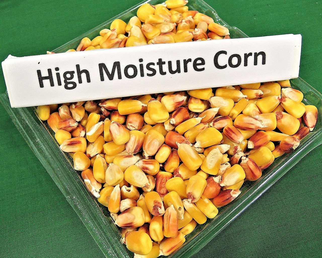 high moisture corn, animal feed, grain, high yield
